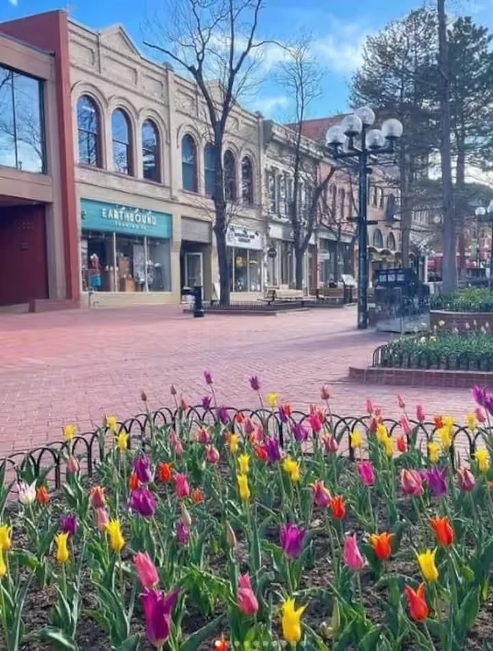 Colorful tulip beds beside the brick pedestrian mall and historic storefronts on Pearl Street in Boulder